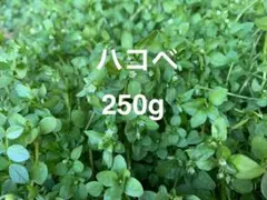 Item thumbnail for item d4111f73-1c1f-477f-838b-a83767ccd222