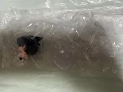 チェンソーマン