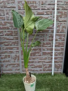モンステラ茎伏せ成功しっかり発根3苗　そのままメルカリ便で匿名発送 モンステラ茎伏せ成功しっかり発根3苗 そのままメルカリ便で匿名