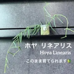 ヤッチ様 リクエスト 2点 まとめ商品【ゆうパケットポスト】