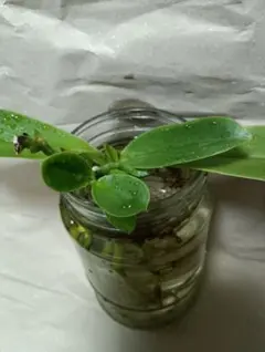 phal. ludemanniana “woodland”高芽 原種胡蝶蘭 洋蘭のサムネイル