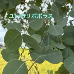 유칼립투스 포러스 신선한 생화 인기 귀여운 리스 화환 스와그