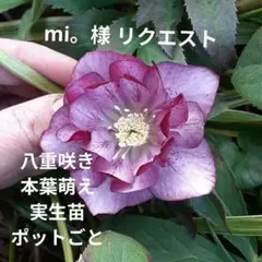 mi。様 リクエスト 2点 まとめ商品
