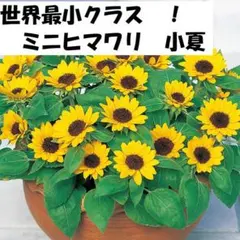 2026年最新】ミニひまわり 種の人気アイテム - メルカリ
