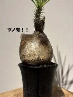 特大 現地球 発根済 パキポディウムグラキリス 加藤裕章 鉢付き 2025年最新】パキポディウムグラキリス 現地球の人気アイテム