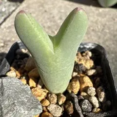 2025年最新】ビロバムの人気アイテム - メルカリ