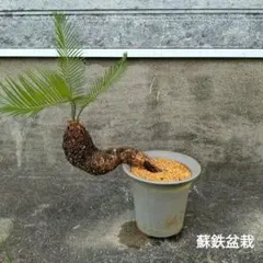 蘇鉄 盆栽 幹の造形美 鉢植え 沖縄ソテツ 琉球盆栽 - メルカリ