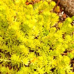 ねこにゃん様 リクエスト 3点 まとめ商品