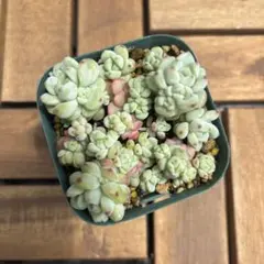 moa様 リクエスト 2点 まとめ商品