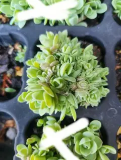 misa様 リクエスト 3点 まとめ商品