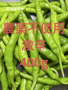 激辛 辣妹子 青唐辛子 13kg長野県産 【露地栽培】自然成熟 楽天市場】八ヶ岳 青唐辛子 生とうがらし 1kg(500g×2袋) / 国産