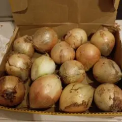 訳あり玉ねぎ