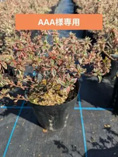 AAA様 リクエスト 2点 まとめ商品