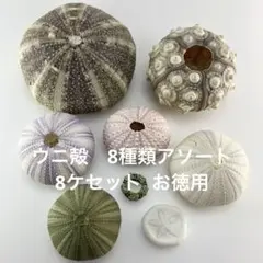 NO.68-170 アーチン(ウニ殻) 8種類アソート 8ケセット　お徳用