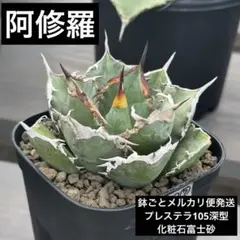 多肉植物^o^  希少！阿修羅 多肉植物^o^ 希少！阿修羅