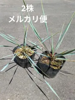 ユッカロストラータ 8苗 鉢のまま発送 - メルカリ