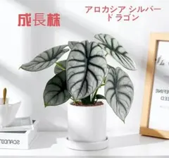 MS343 5株セット アロカシア シルバードラゴン - メルカリ