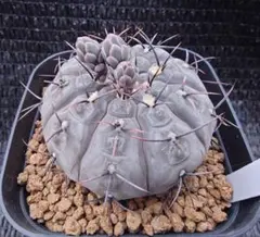 ギムノカリキウム　特白　エスペランザエ　実生のサムネイル