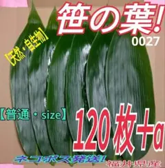 笹の葉 　120枚（0027）自生物　ネコポス発送　福井県産