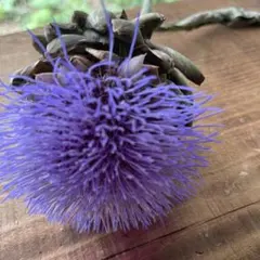 魔女の棲む森研究所】ドライフラワー 花材 アーティチョーク - メルカリ
