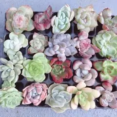 ③サービス品！ 韓国苗　カット苗　ミニ寄せ植え用　多肉植物