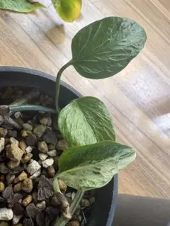 Homalomena sp. “銀鮫” Aceh【LA0616-04】 - メルカリ