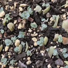 多肉植物☆ラブリーローズ☆小苗10ヶ☆追加毎に1苗プレゼント中のサムネイル