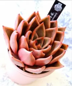 2026年最新】優木園の人気アイテム - メルカリ