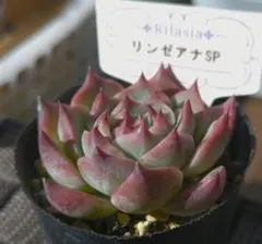 2026年最新】リンゼアナの人気アイテム - メルカリ