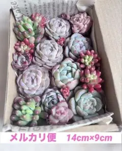 多肉植物　カット苗　訳あり　多肉弁当　寄せ植え　詰め合わせ e