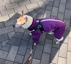 2025年最新】グラインドッグの人気アイテム - メルカリ