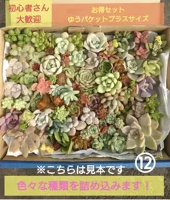 2026年最新】多肉植物 詰め合わせの人気アイテム - メルカリ