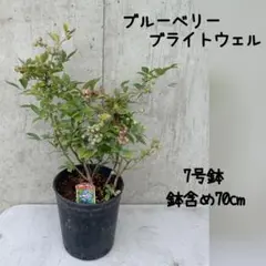 ブルーベリー デライト & フェスティバル 準大苗セット 8号鉢 ラビット
