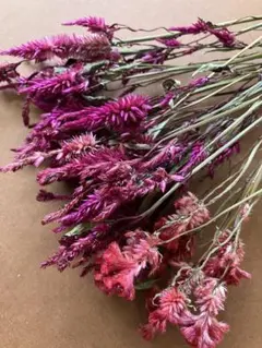【ドライフラワー】ケイトウ　赤　ピンク　40本 リース　スワッグ　花材　訳あり