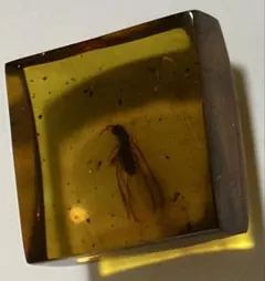専用標本】サスライアリの一種？ ドライバーアリ Dorylus sp.カマキリ