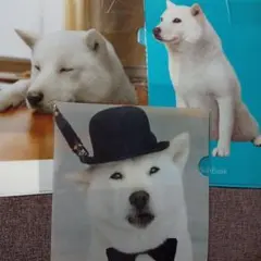 【3種類セットで】SoftBank 白い犬 A4クリアファイルかい君柴犬白柴