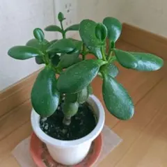 金のなる木 多肉植物 観葉植物のサムネイル