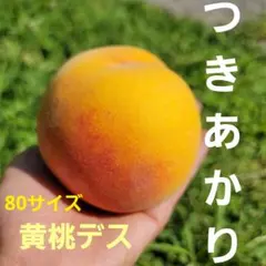 つきあかり 80サイズ ショップドスコイ発送してます