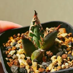 アガベ　チタノタ　レッドキャットウィーズル　ゴリ猫　※発根済のサムネイル