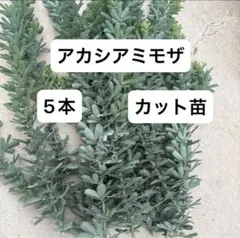 mimimi221様 リクエスト 2点 まとめ商品