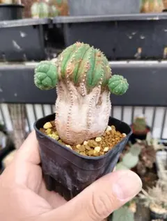 仔吹きシンメトリカ ユーフォルビア 塊根植物 コーデックス | Mercari