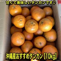 沖縄産おすすめタンカン(約 10kg)