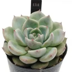 2026年最新】キャラリアン 多肉の人気アイテム - メルカリ