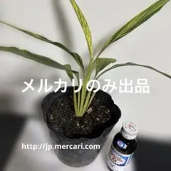 キフゲットウ（黄斑月桃） 10号鉢 ☆金運アップ 斑入り 観葉植物 大型