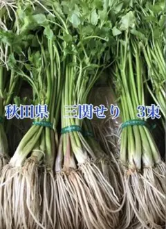 2026年最新】三関せりの人気アイテム - メルカリ