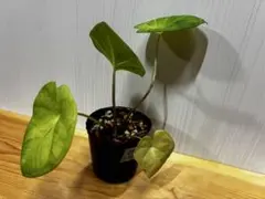 カラジウム Fan Chompoo ポット発送