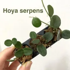 【匿名配送】ホヤ セルペンスHoya serpens
