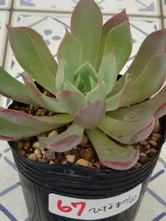 67 ひなまつり①／ミックスベリア　多肉植物