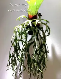 2026年最新】コロナリウムの人気アイテム - メルカリ