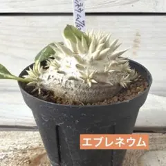 パキポディウム